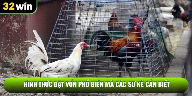 Hình thức đặt vốn phổ biến mà các sư kê cần biết