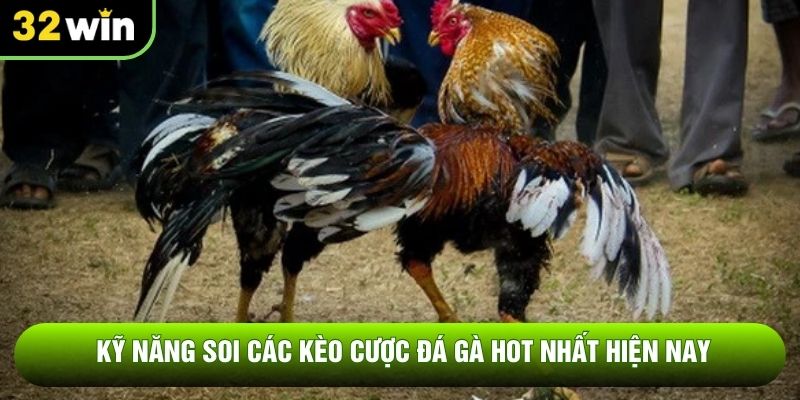 Kỹ năng soi các kèo cược đá gà hot nhất hiện nay
