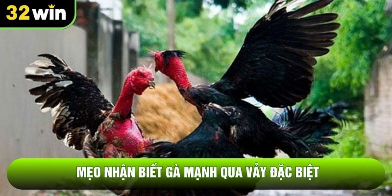Mẹo nhận biết gà mạnh qua vảy đặc biệt