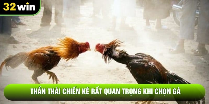 Thần thái chiến kê rất quan trọng khi chọn gà