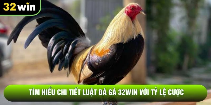 Tìm hiểu chi tiết luật đá gà 32WIN với tỷ lệ cược