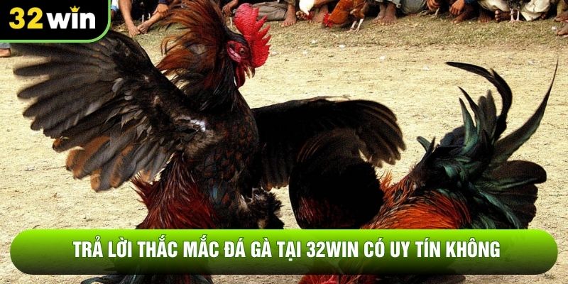 Trả lời thắc mắc đá gà tại 32WIN có uy tín không